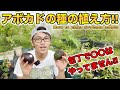 【プロが教える】アボカドの種まきの方法！植え方について！包丁で種の〇〇はやってない！