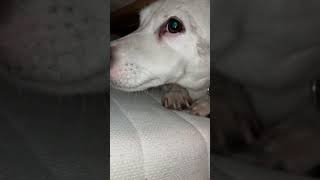 Sneaky Dog Found in an Unexpected Spot Under the Bed