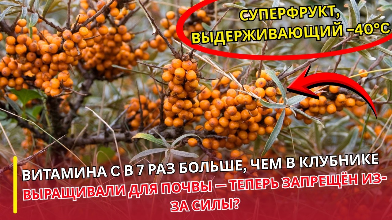 УРОЛОГ ОТВЕЧАЕТ: Облепиха — ягода Сибири с витамином C ×10 и омега-7 лучше рыбьего жира