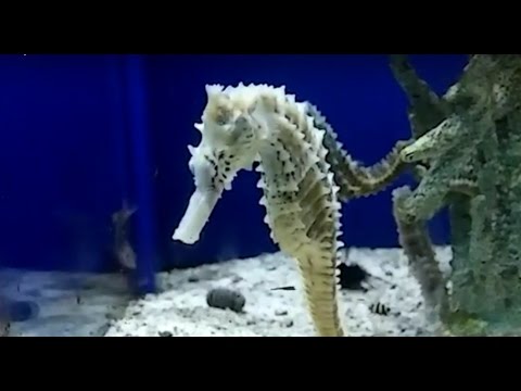 Seahorses eating guppies and ghost shrimp