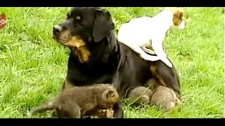 Rottweiler adopts abandoned fox cubs!