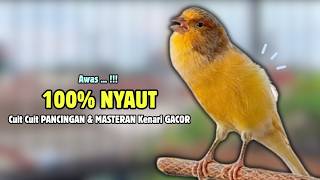 Kenari GACOR Panjang Suara PANCINGAN Kenari PAUD Belajar Bunyi Ngeriwik | Masteran Kenari Paud #715