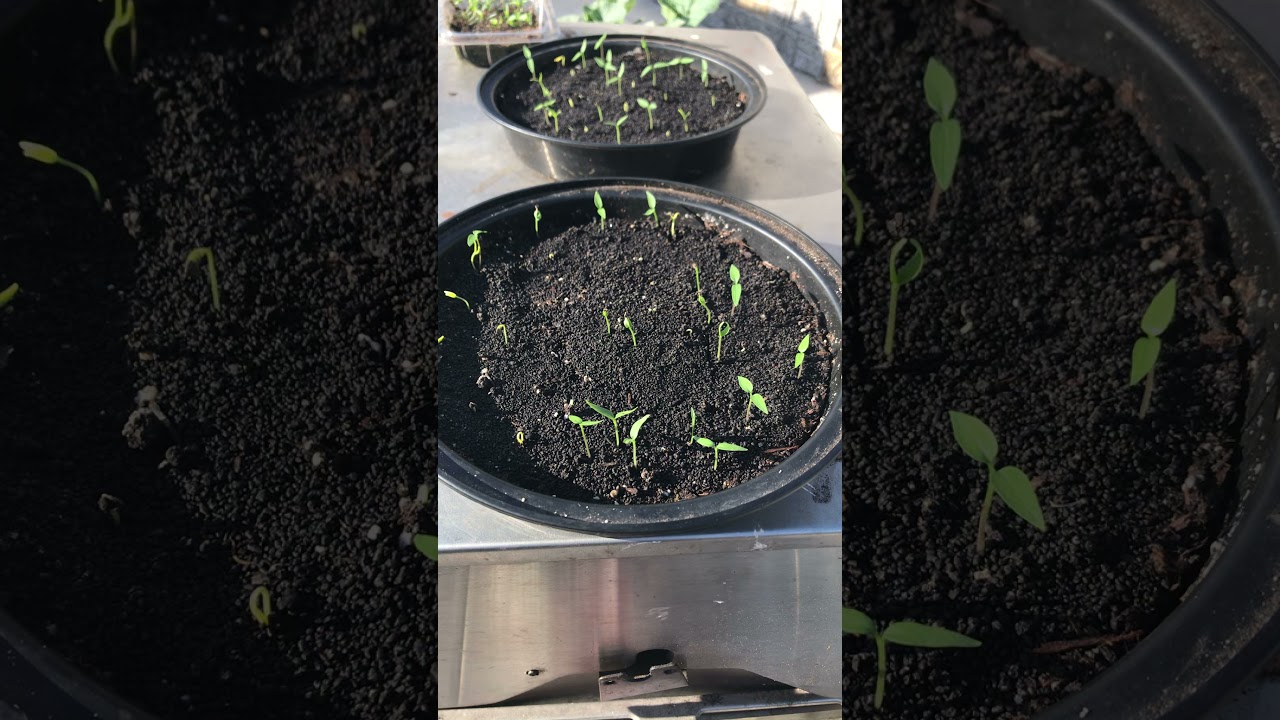 Chiltepin  plantulas