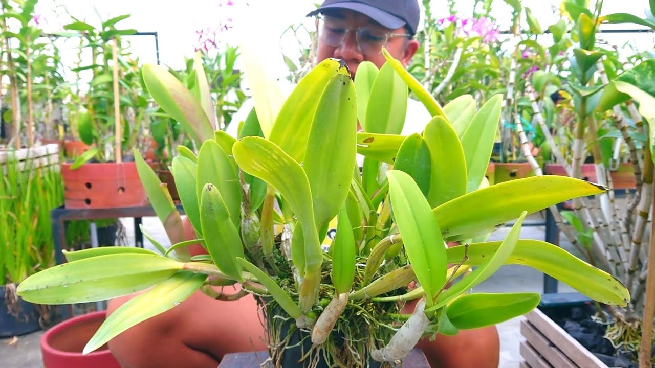 media asam, merawat anggrek, repotting anggrek supaya tetap subur saat musim hujan