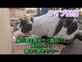 猫ちゃん、鶏おじ、ロマン、レモンサワーライブ