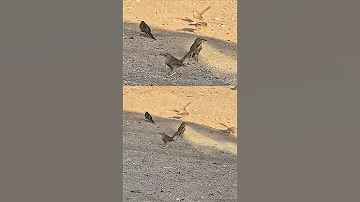 طائر الدخل وش تسمونه التغطيه Birds Wildlife Nature عصفور 