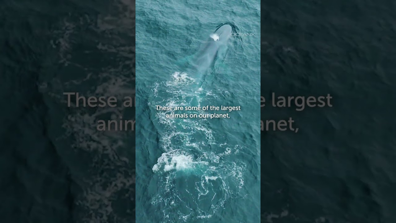 An Amazing Whale Encounter in the Norwegian Sea