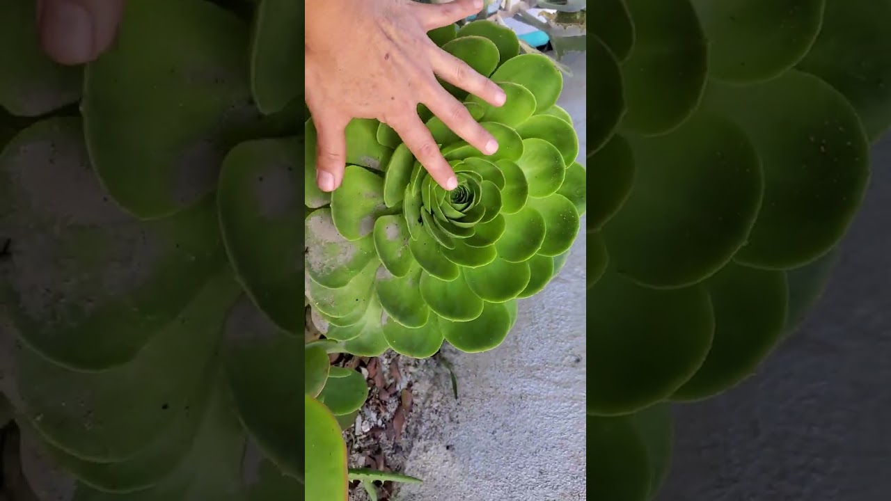 Nuevas suculentas en mi jardin 👌👌