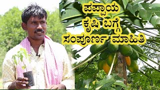 Papaya farming Guide: How to grow Papaya | Vijay Karnataka