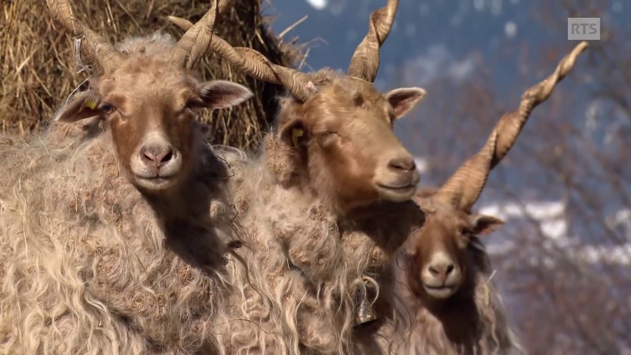 La deuxième vie d'un hameau en ruine « Ossona, un sentiment d'éternité »