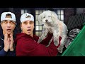 We Found A Lost Dog In A Dumpster!