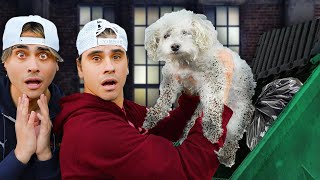 We Found A Lost Dog In A Dumpster!
