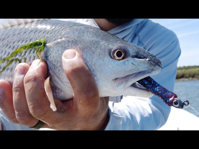 Z-Man Trout Trick: Fishing Lure Review & On-The-Water Footage