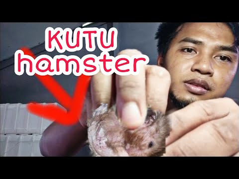 Video: Infestasi Tungau Pada Hamster