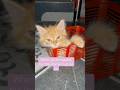 Kitten Stare Game Strong🩷 Adorable Kitten Moments || CHERRY #shorts #shortvideo #pet #cat #love