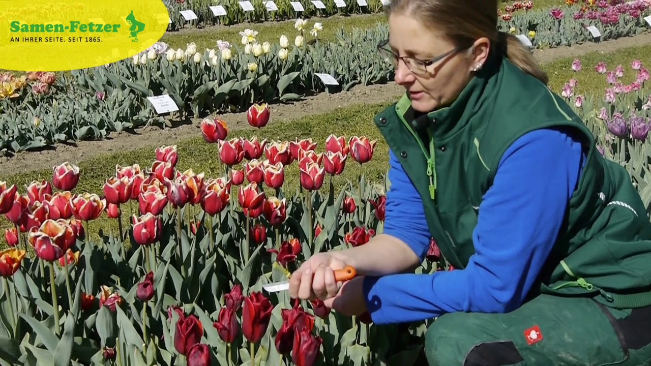 Infos von Fetzers Probefeld - Die Arbeit nach der Tulpenblüte