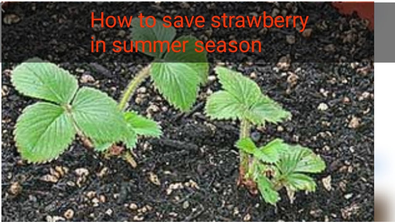 Strawberry summer care/ How to save strawberry plant in summer/Care of