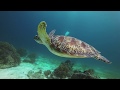 Scuba diving the Philippines