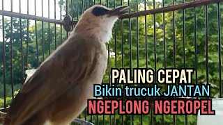 Trucuk Betina memanggil jantan NGALAS 100% TERAMPUH untuk Pancingan Trucukan gacor yang MALAS BUNYI