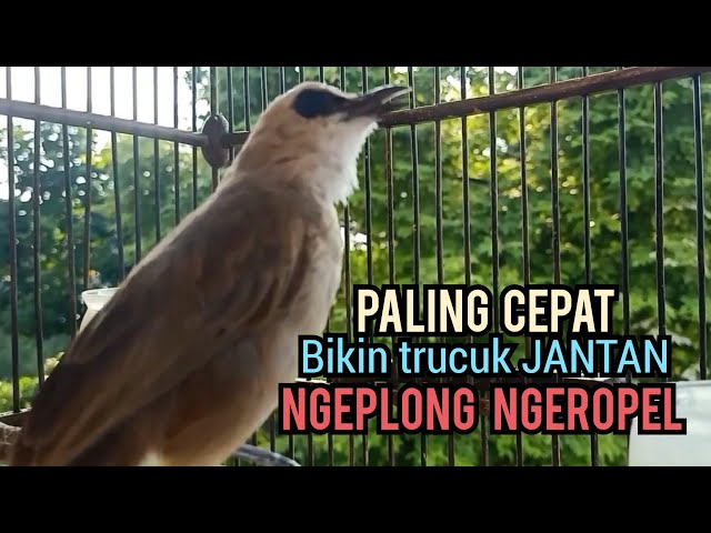 Trucuk Betina memanggil jantan NGALAS 100% TERAMPUH untuk Pancingan Trucukan gacor yang MALAS BUNYI class=