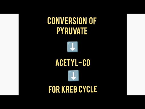 Conversion of Pyruvate to Acetyl-Co for Kreb Cycle | Biochemistry - YouTube