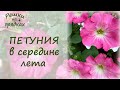 Петуния в середине лета! Как вернуть пышное цветение?