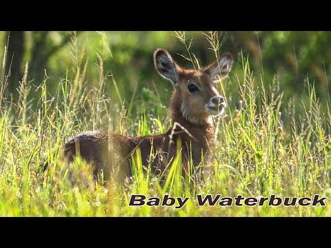 Video: Che tipo di animale è un waterbuck?
