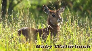 Baby Waterbuck