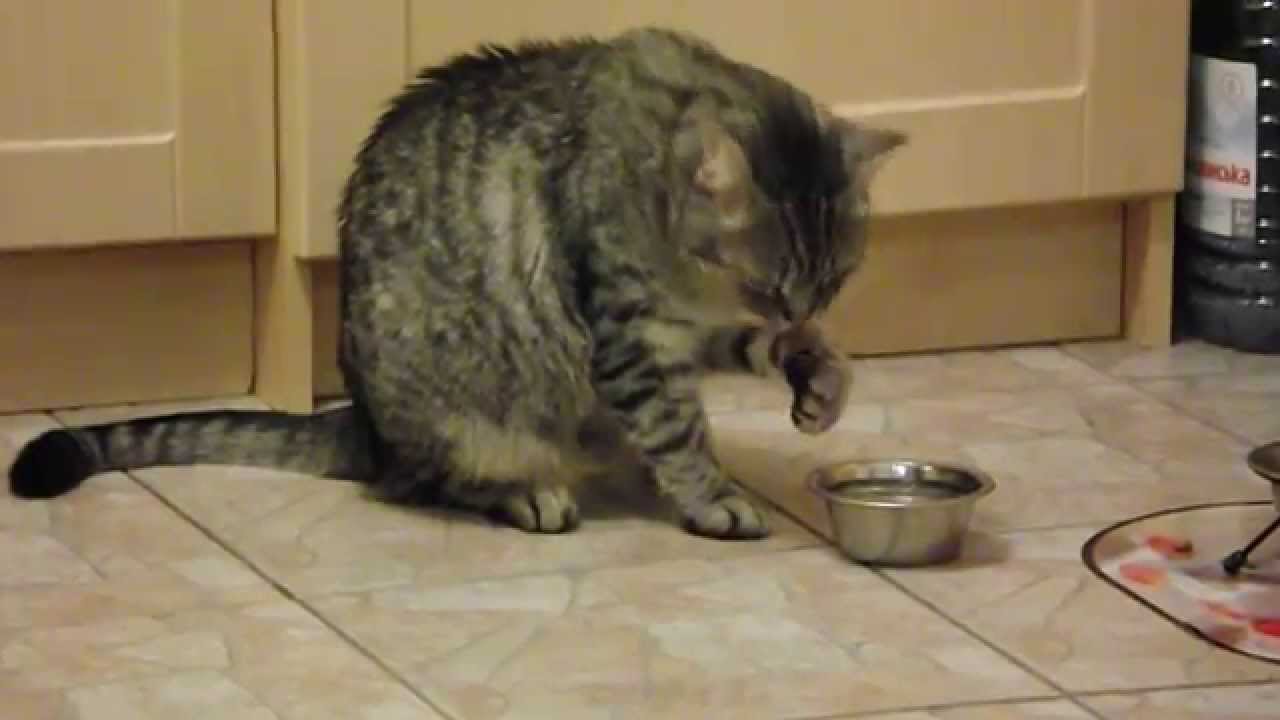 Кошки пьют лапой. Кот пьет из миски лапой. Кот пьет воду лапой. Кошка окунает лапы в миску. Кот пьет воду из под крана.