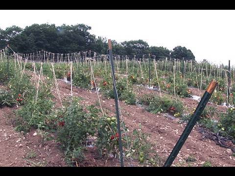 Video: Southern Late Blight Of Tomatoes
