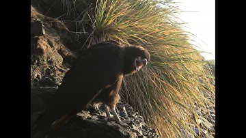Birdlife of the Falkland Islands