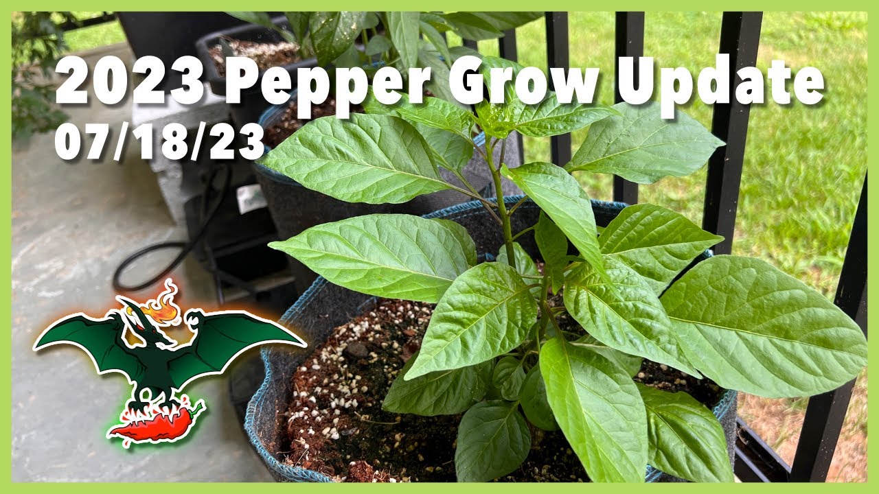 Pepper grow update - 07/18/23