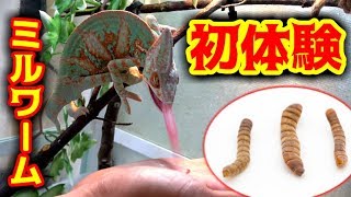 カメレオンに初めてのエサあげてみた！