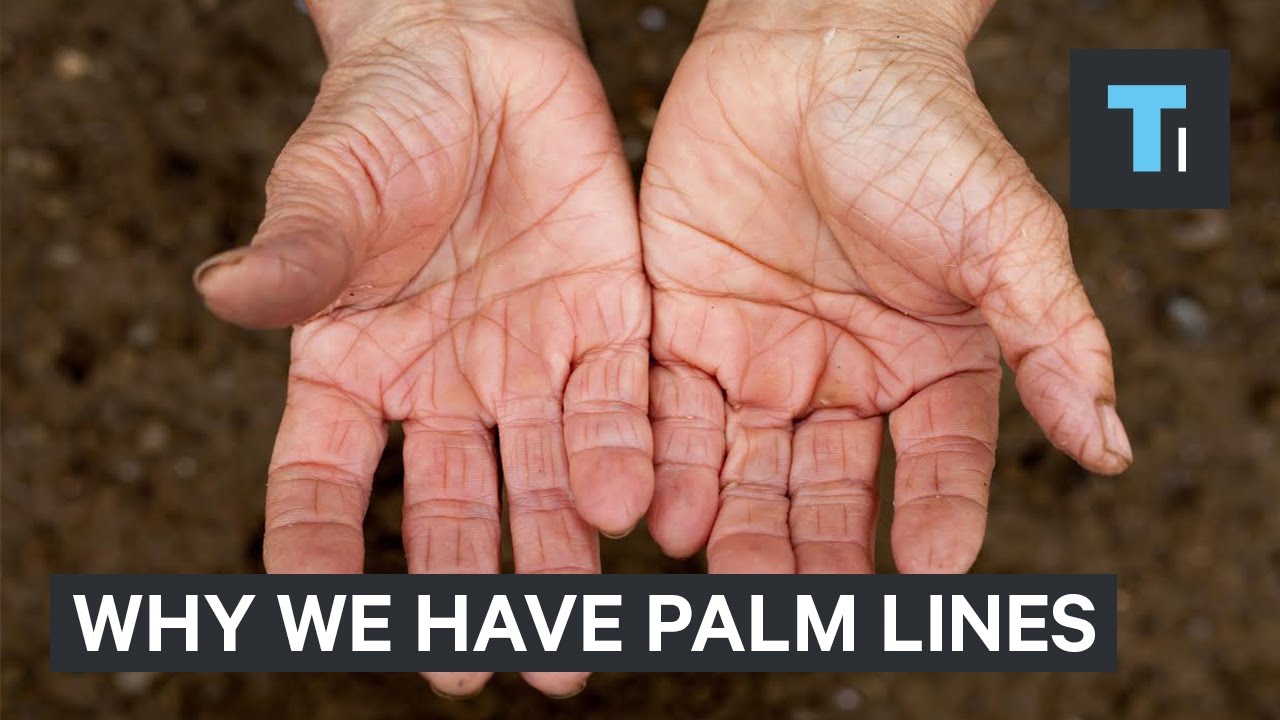 hands across america The real reason why we have palm lines