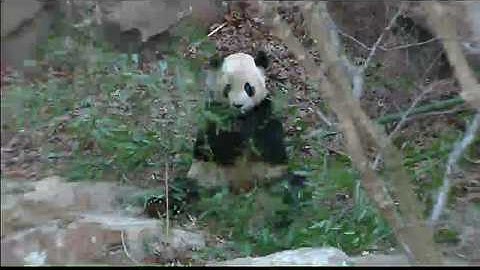Panda Returns to China