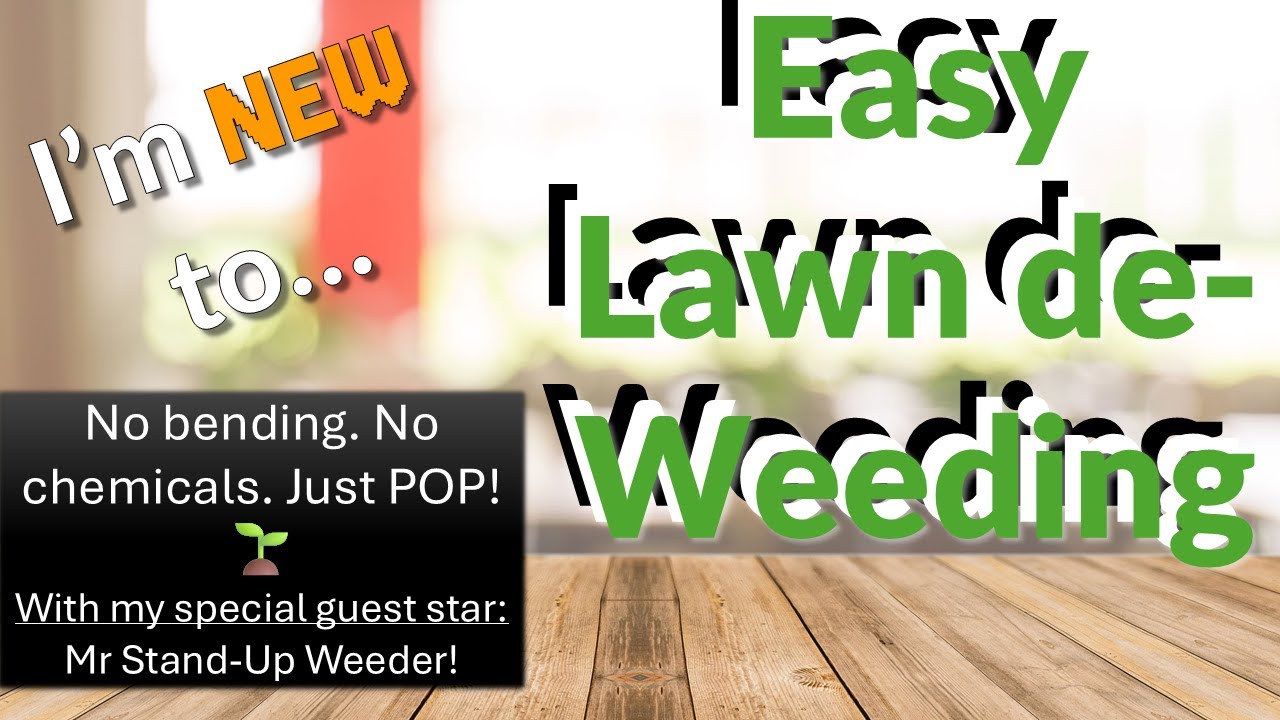 De-Weeding My Lawn Without Bending! | Catsear & Ragwort Gone for Good 🌱