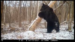 Ussuri wild boars, Amur tiger Grom, large male Ussuri brown bear at the same tree.