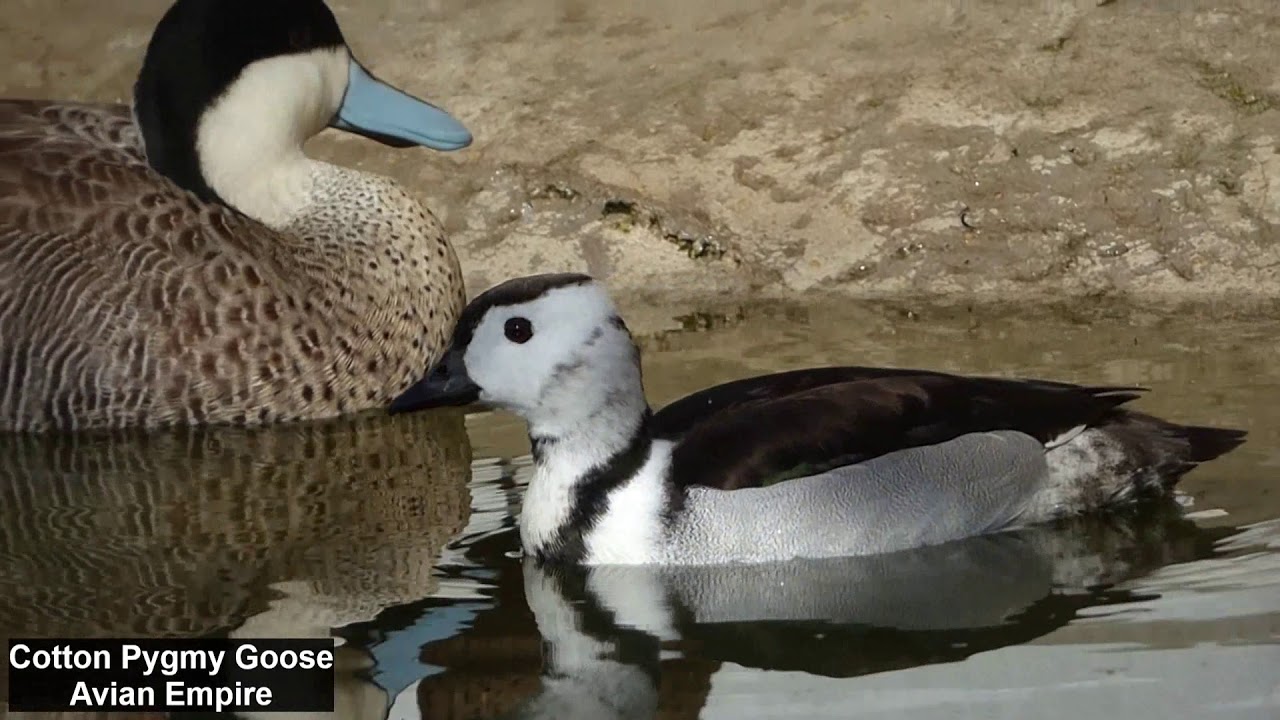 Cotton pygmy goose 