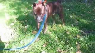 Diesel Relaxed And Enjoying Some Yard Time At The Burnaby Spca