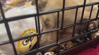 Illegal dog and cat breeding crackdown proposed for Fresno