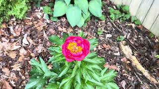 April Garden Tour 2026