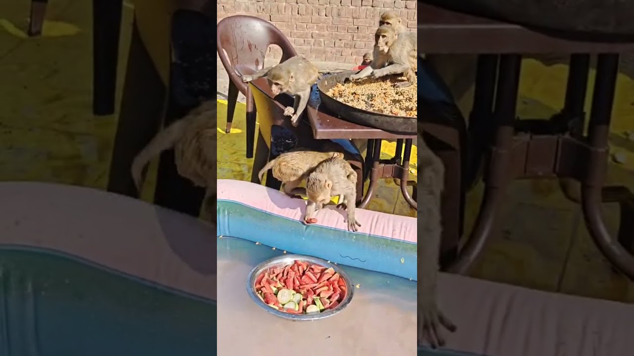 Holi fun with monkeys #shortvideo #fun #funny #viralvideo #holi #enjoy #cuteanimals 