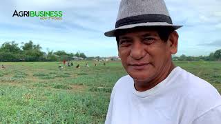 Millionaire Lost EVERYTHING; Recovered It All Through ONION FARMING. screenshot 5