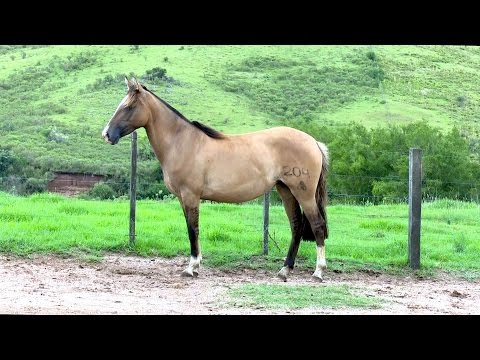 Lote 23 - Posteiro Zabelita