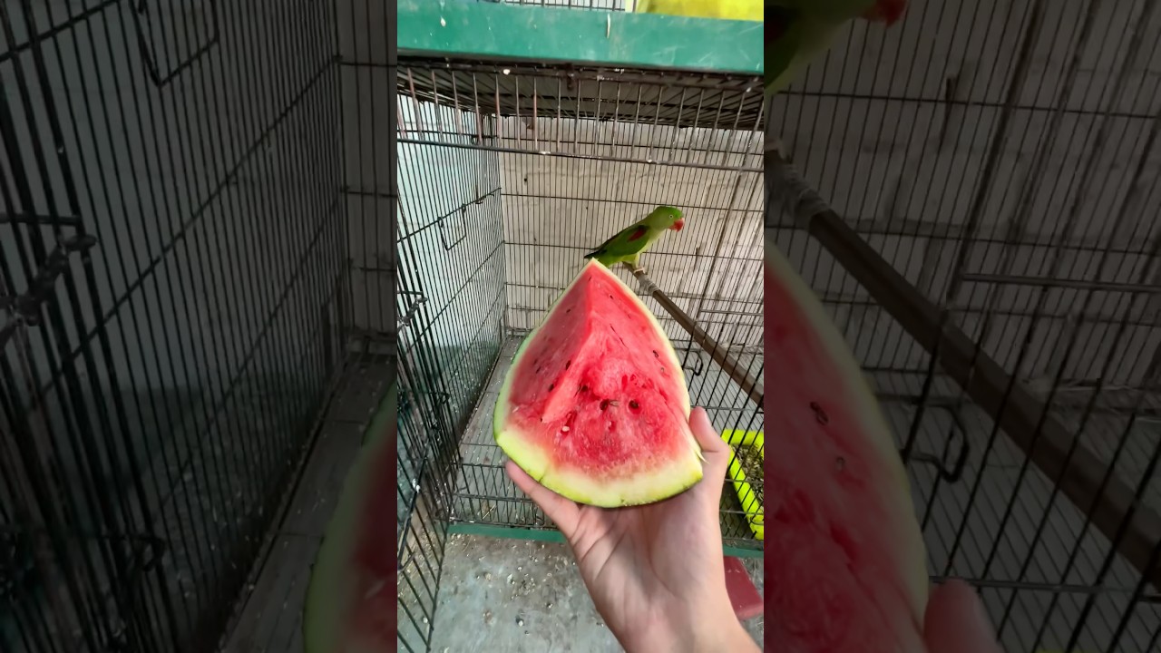 Watermelon for Raw parrot