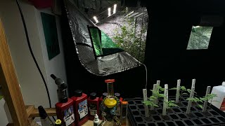Update on the Autoflower Grow; Gorilla Cookies; Cookies&Cream; OG Truffles; Beginning Week 8