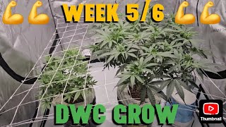 Week 5/6 DWC/Hydroponic Weed Grow Log