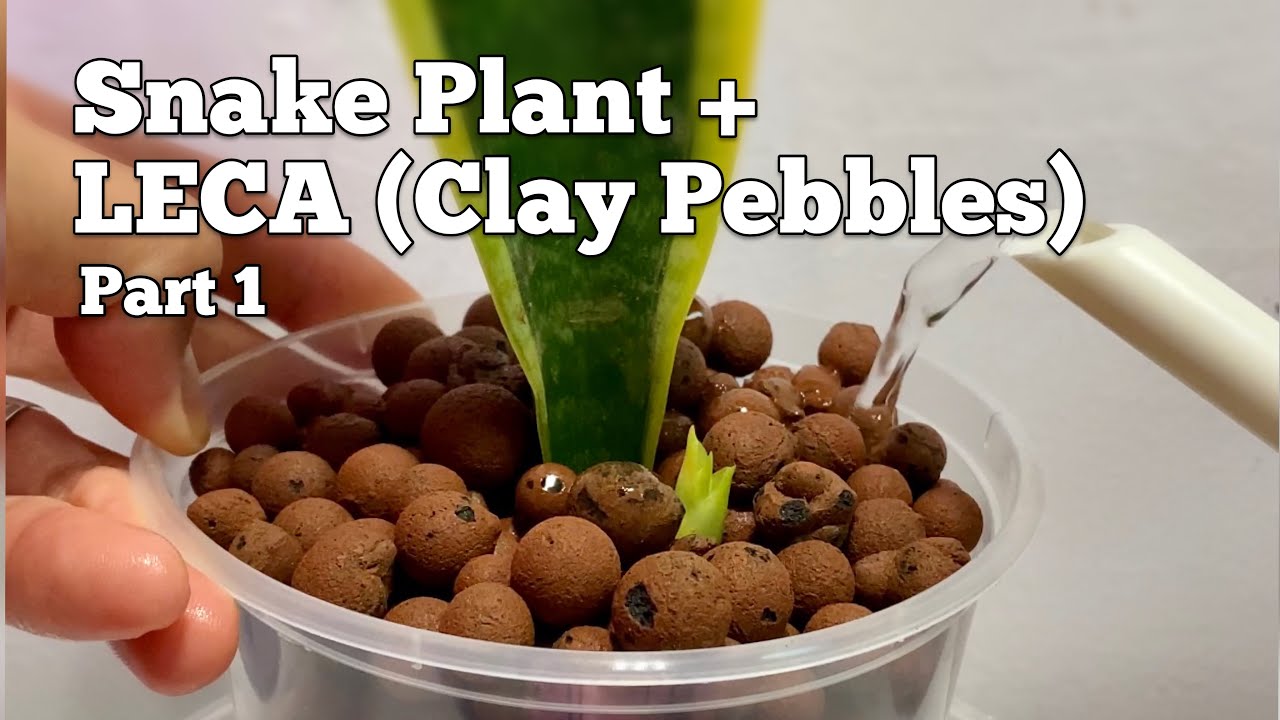 How to Grow Snake Plant (Sansevieria) in Clay Pebbles (LECA)? PART 1 