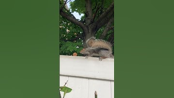 Squirrel 🐿️ jumping on tree branches to get to walnut. #shorts