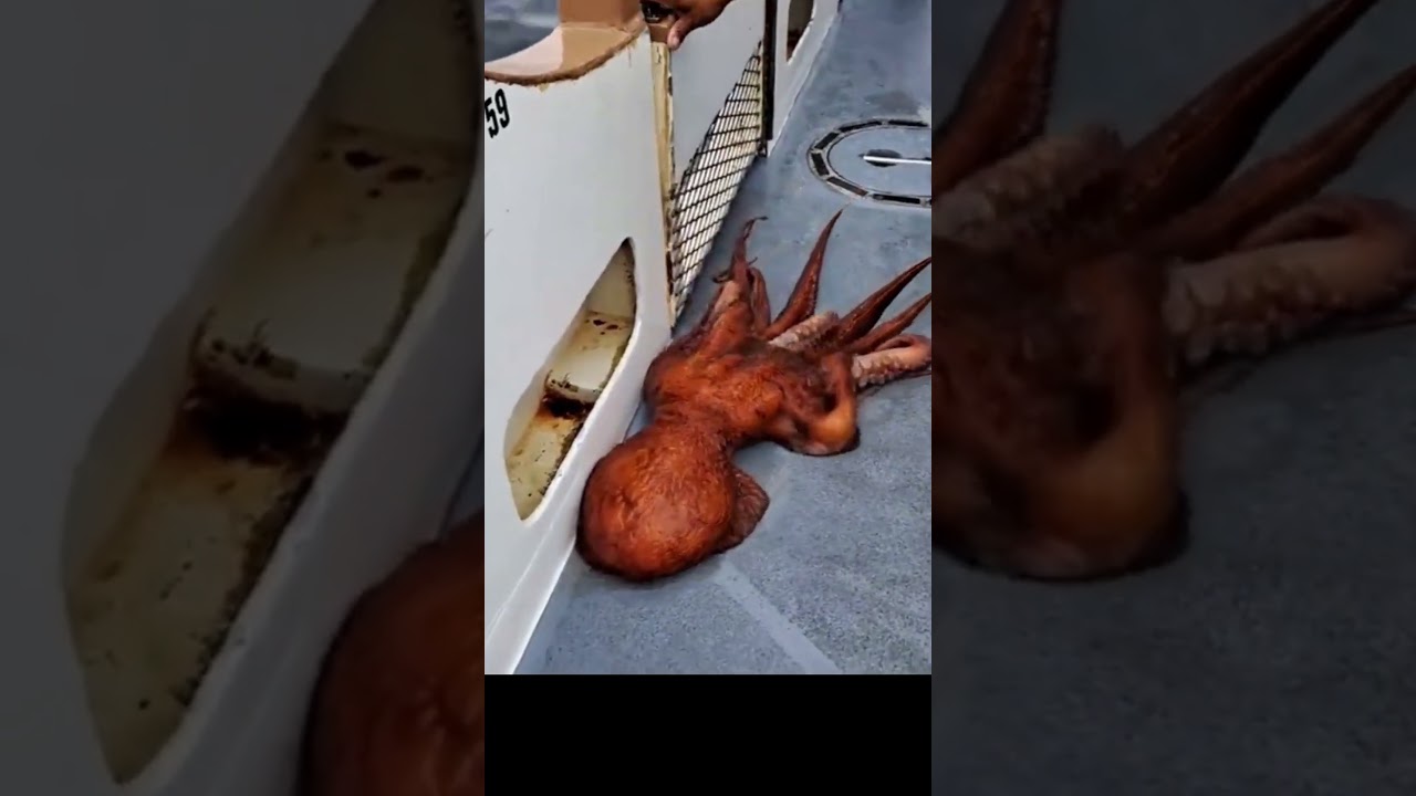 Octopus Makes Daring Escape From Boat